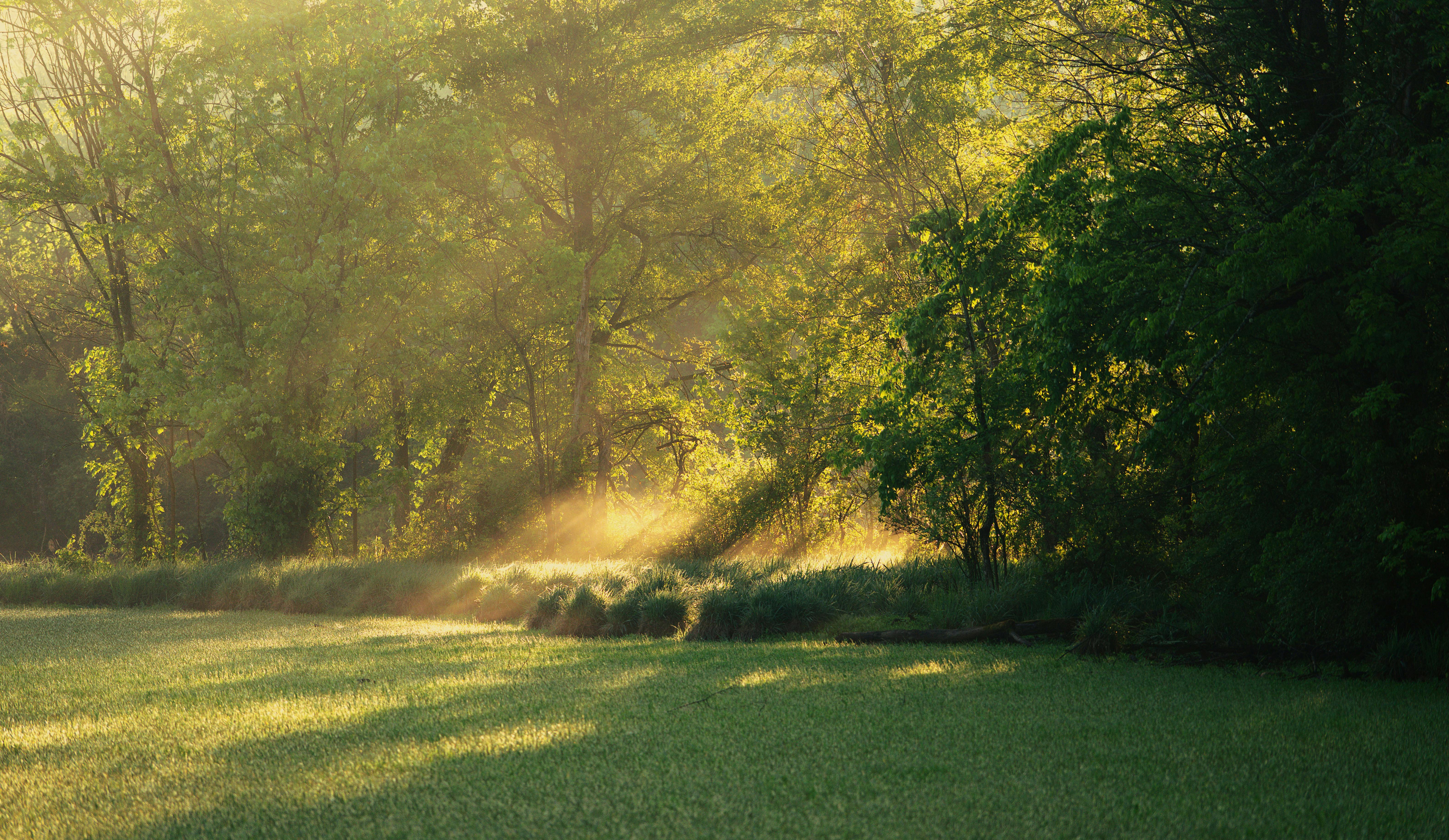 Peaceful forest with golden sunlight filtering through trees